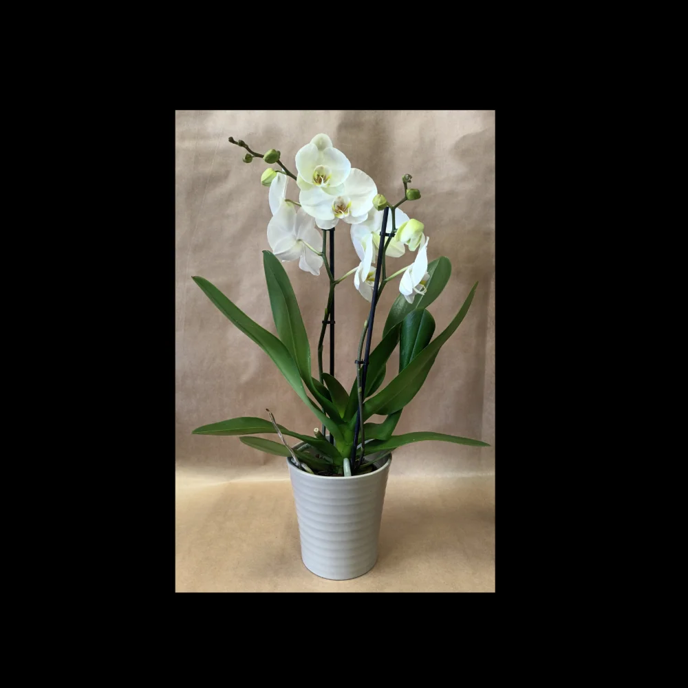 Orchidée Élégance Blanche, par Monloup artisan fleuriste, fleuriste à Roanne