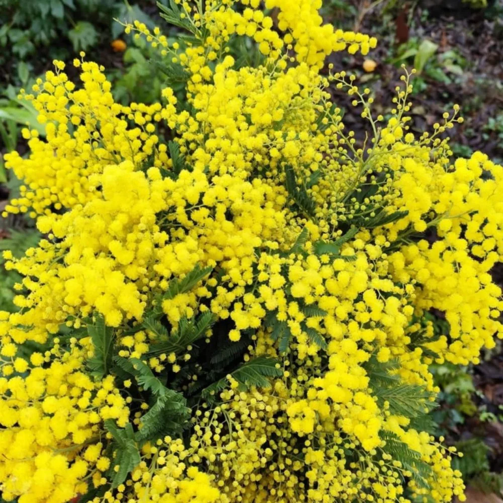 mimosa, par Bloemen By Célia, fleuriste à Hazebrouck