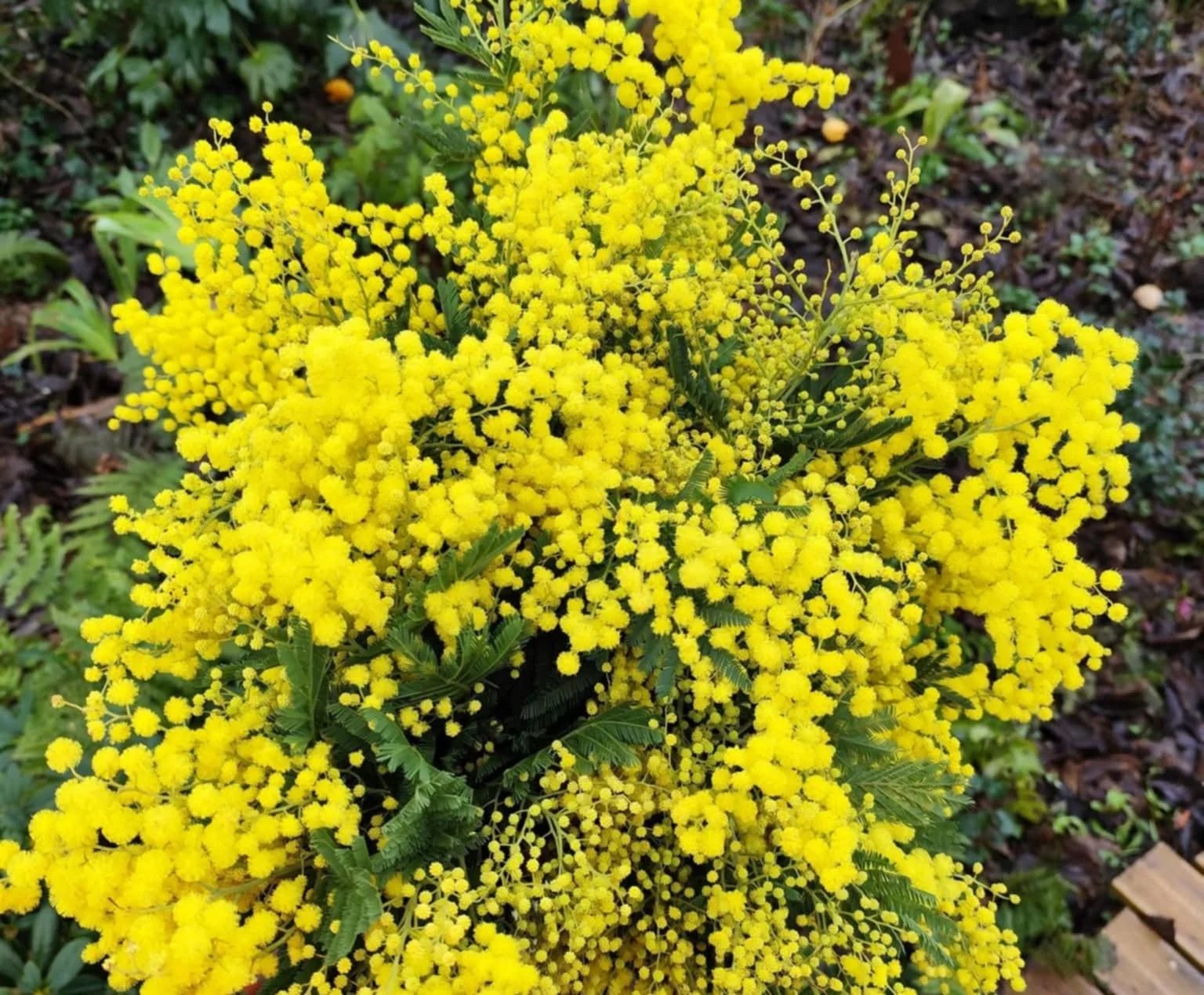 mimosa, par Bloemen By Célia, fleuriste à Hazebrouck