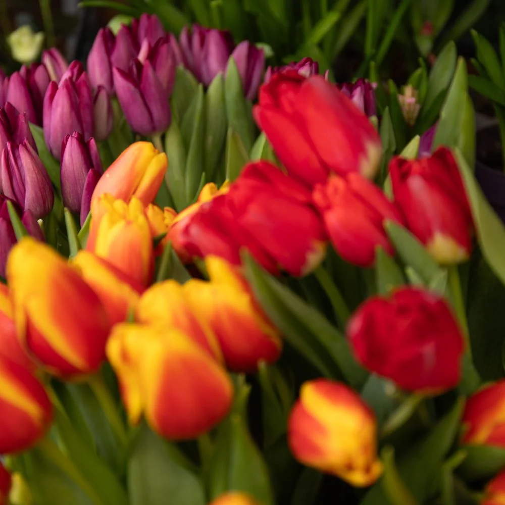 Bouquet de Tulipes, par Les Fleurs de Lutece, fleuriste à Paris