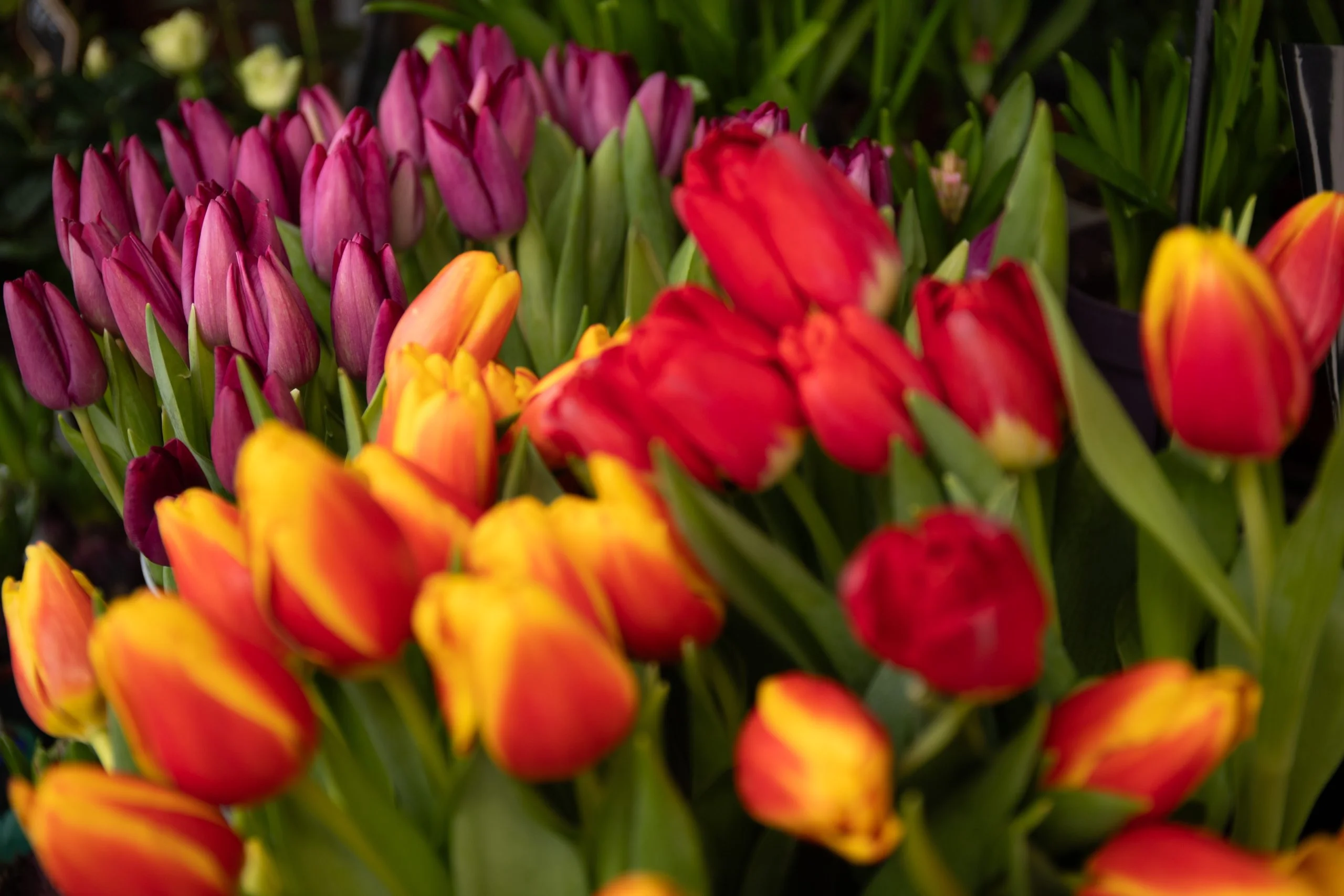 Bouquet de Tulipes, par Les Fleurs de Lutece, fleuriste à Paris