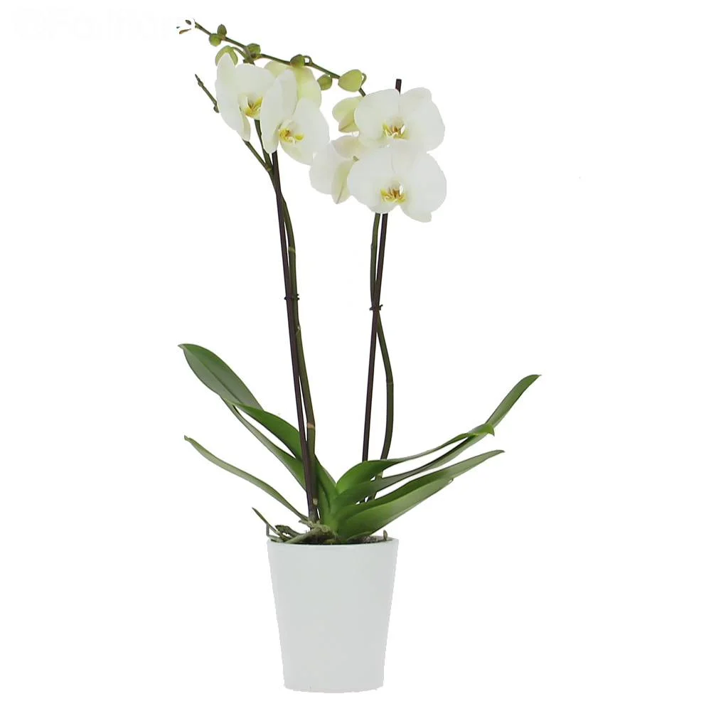 Orchidée, par Fleuriste Guille, fleuriste à Sainte-Bazeille