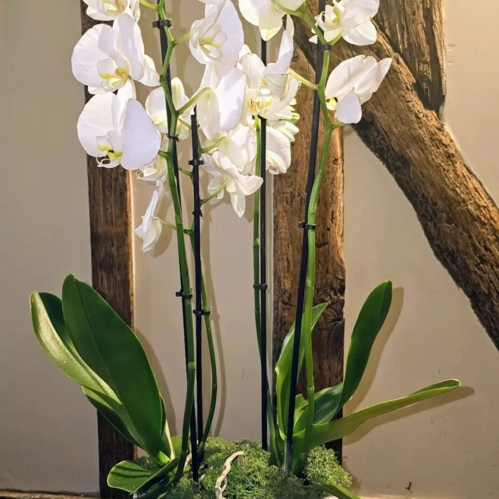 Orchidée, par Les Fleurs de Lutece, fleuriste à Paris