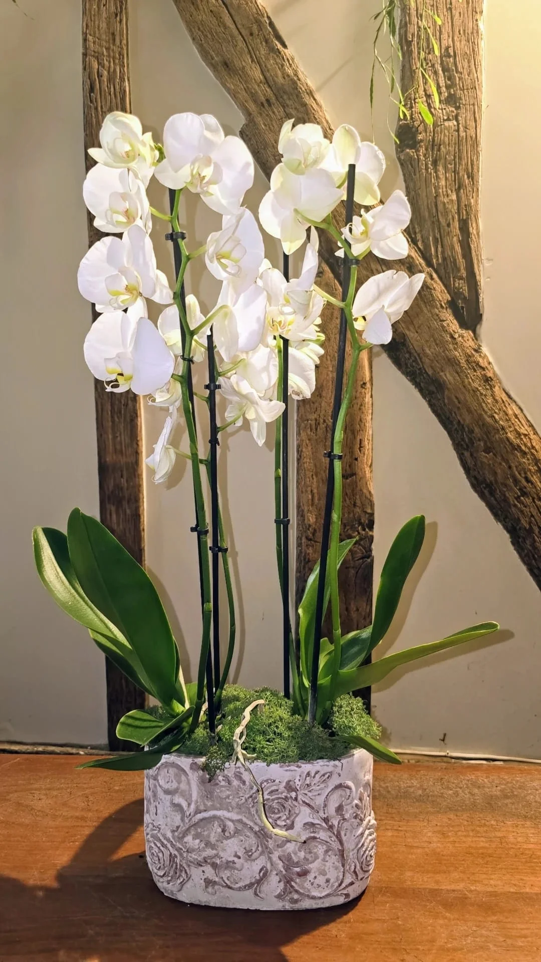 Orchidée, par Les Fleurs de Lutece, fleuriste à Paris