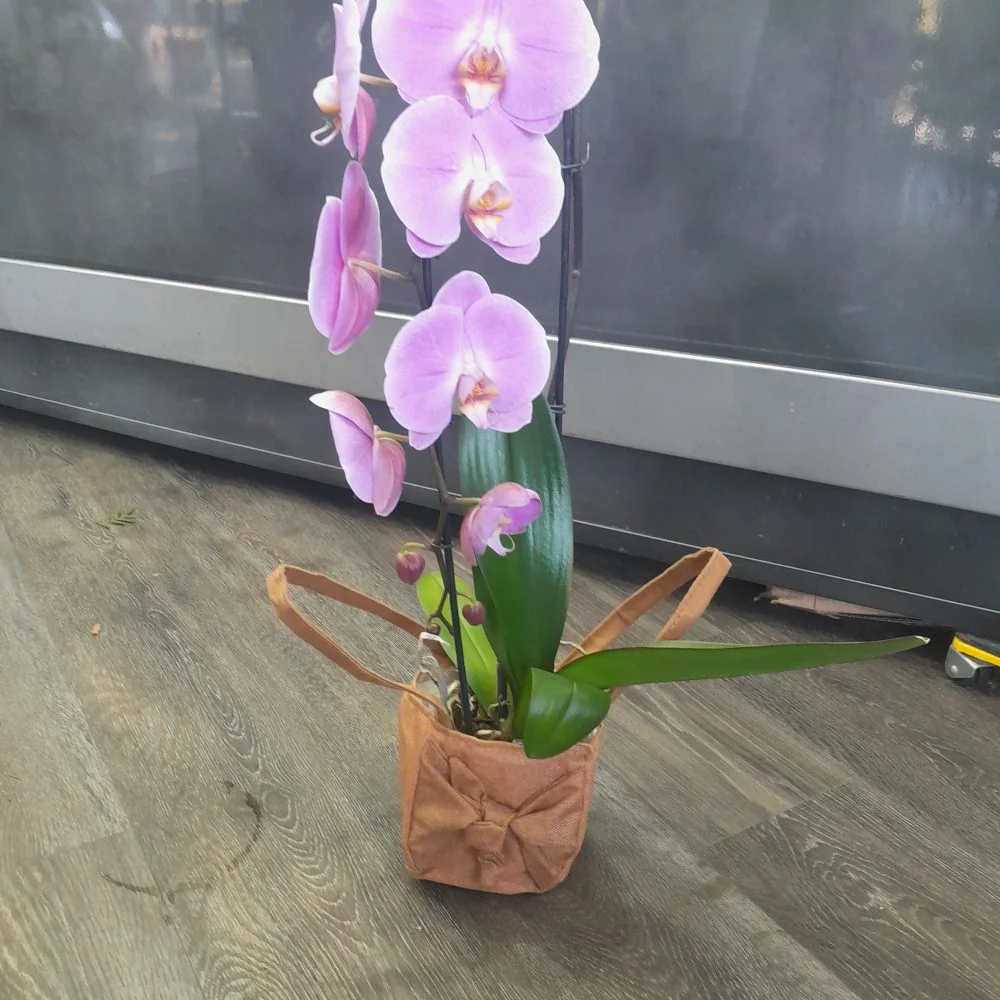 Orchidée, par Fleur à Fleur, fleuriste à Champigny