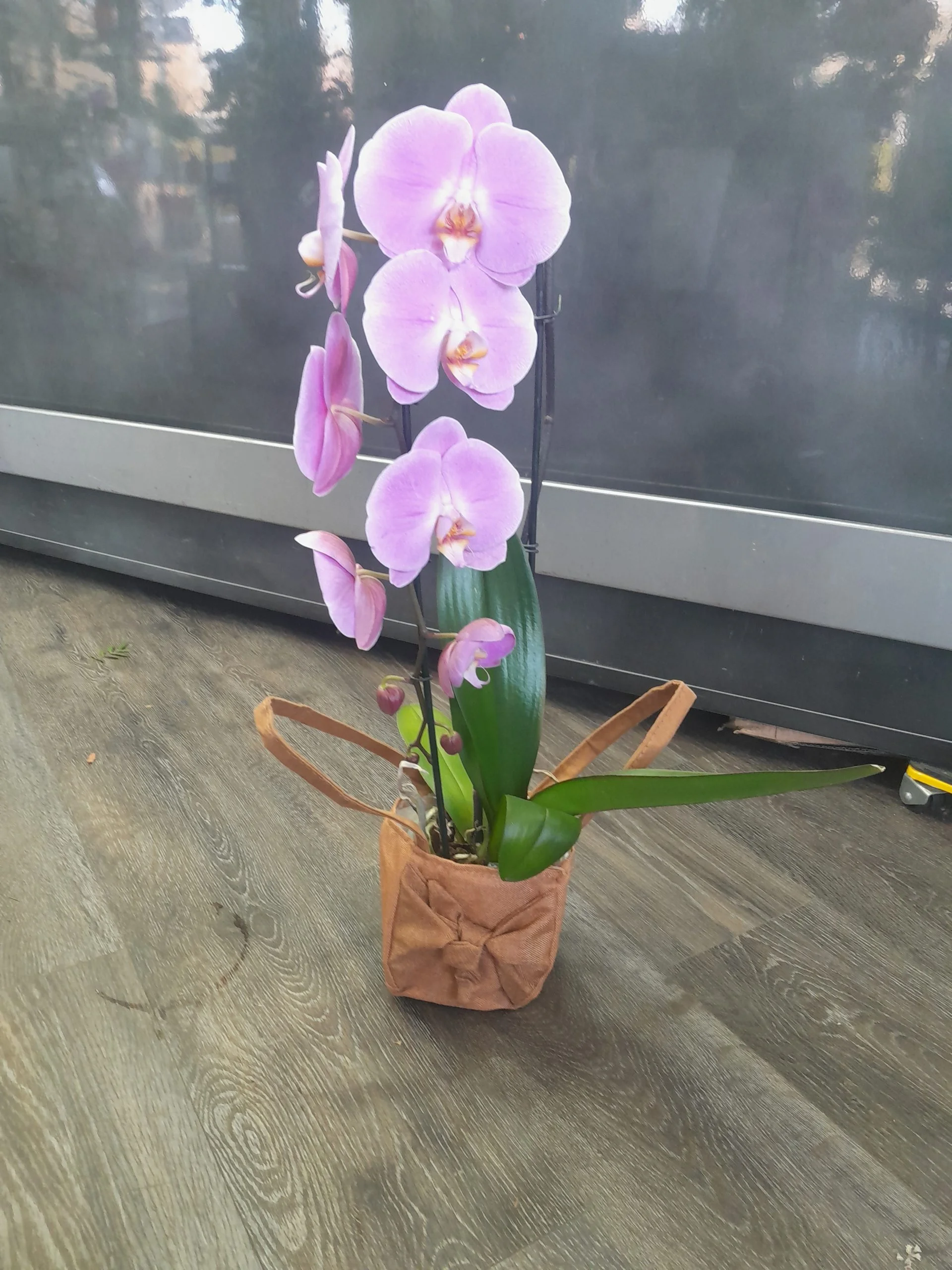 Orchidée, par Fleur à Fleur, fleuriste à Champigny