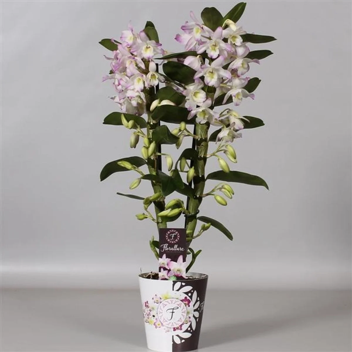 Orchidée, par MAŸ Fleuriste, fleuriste à Bayonne