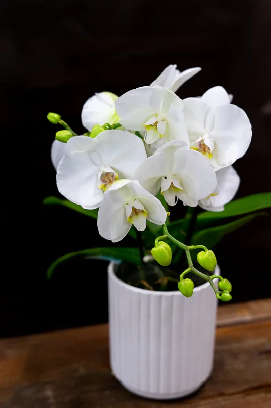Orchidée blanche, par Peyre Espace Floral, fleuriste à Draguignan