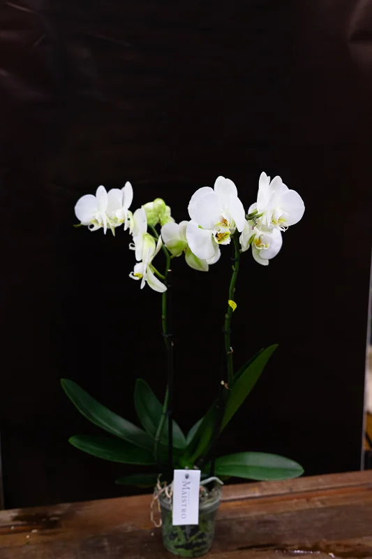 Orchidée blanche ou rose, par Peyre Espace Floral, fleuriste à Draguignan