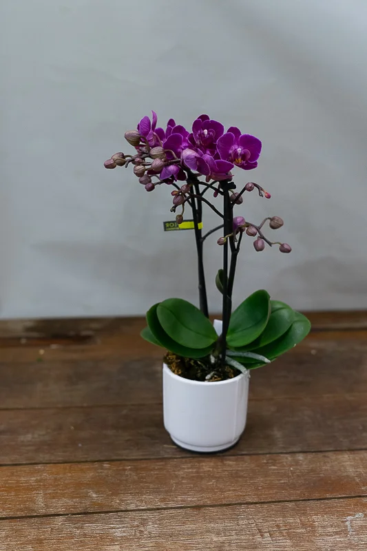 Mini orchidée de couleur, par Peyre Espace Floral, fleuriste à Draguignan