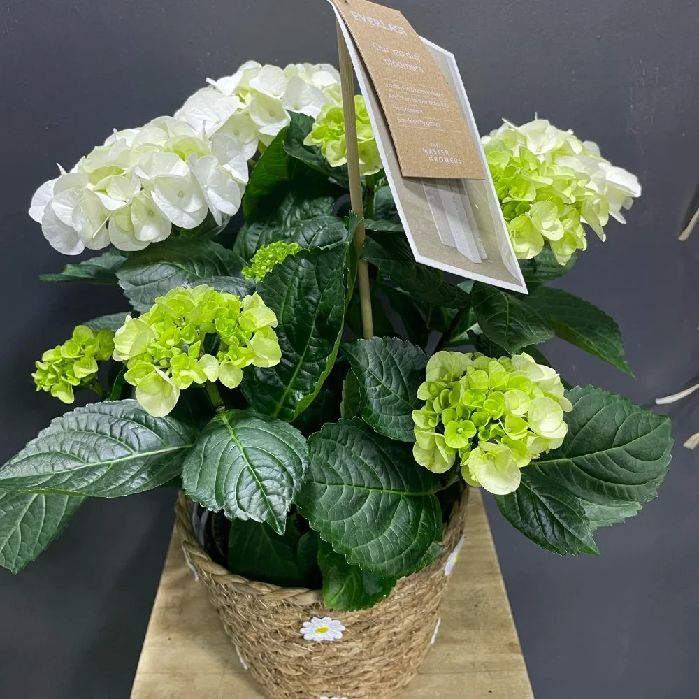 Hortensia avec son panier, par Eglantine et Pivoine, fleuriste à Davézieux