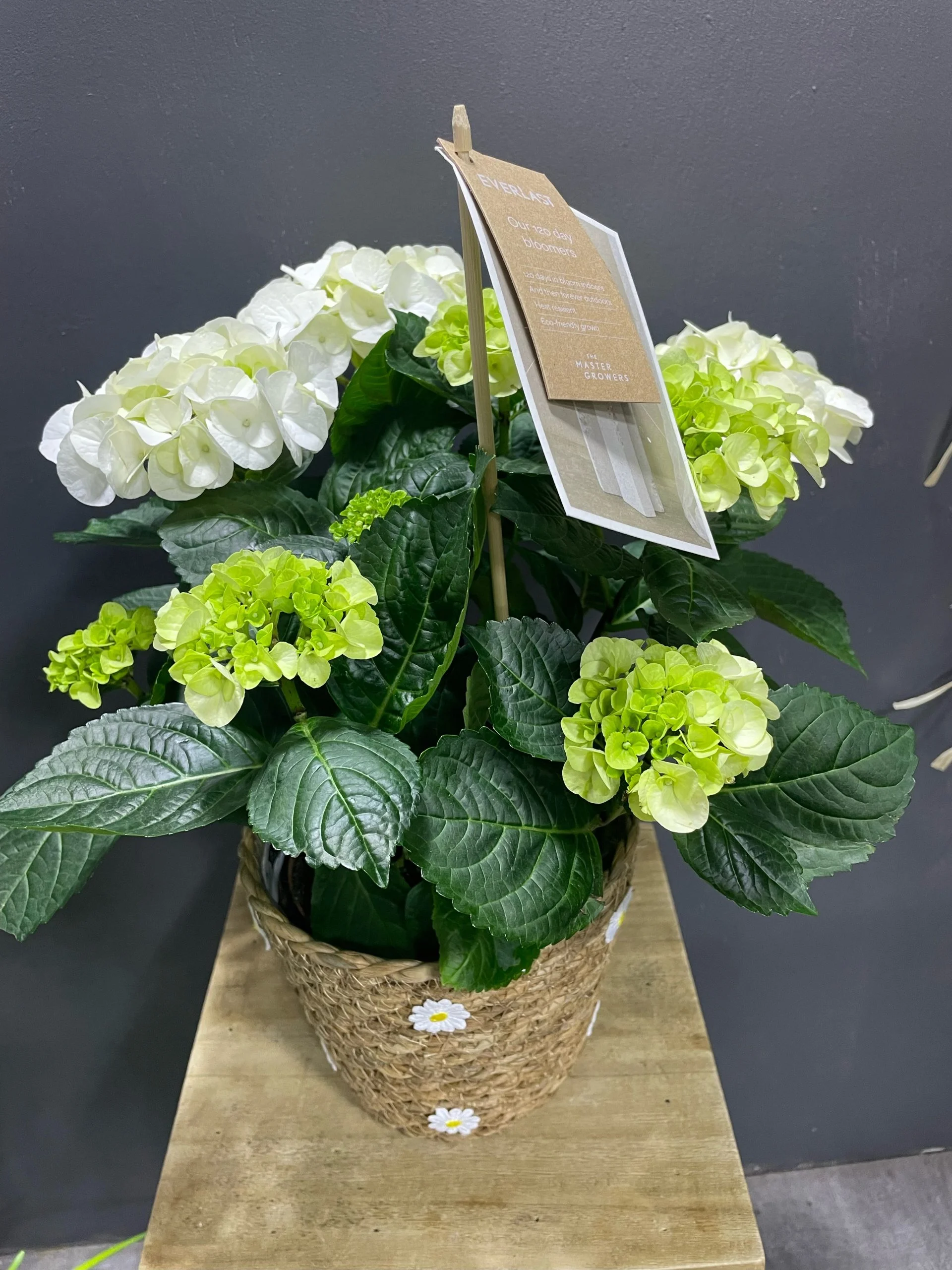 Hortensia avec son panier, par Eglantine et Pivoine, fleuriste à Davézieux