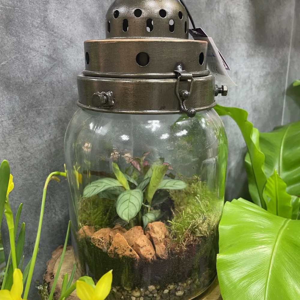 Terrarium led rechargable, par Eglantine et Pivoine, fleuriste à Davézieux