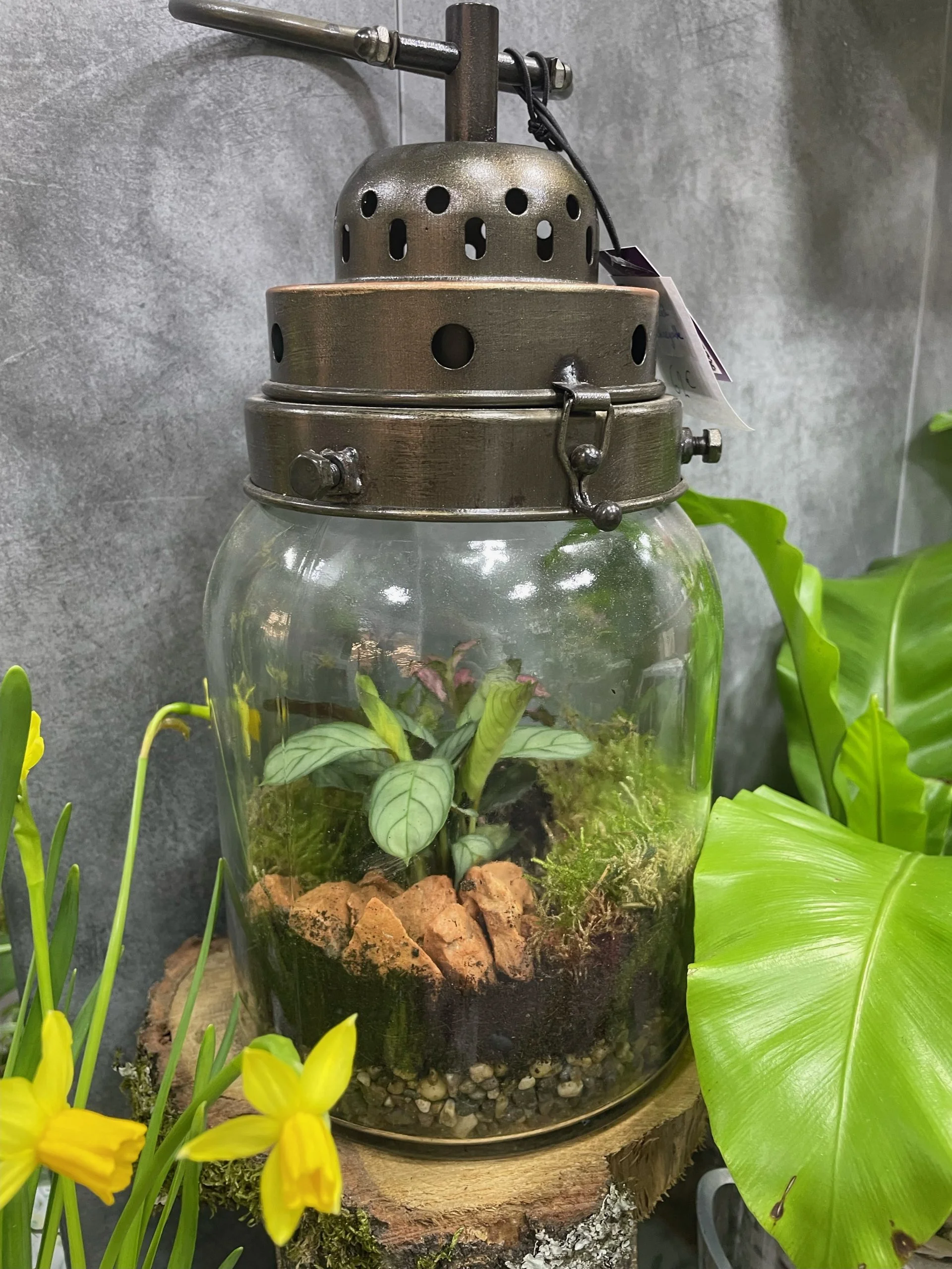 Terrarium led rechargable, par Eglantine et Pivoine, fleuriste à Davézieux