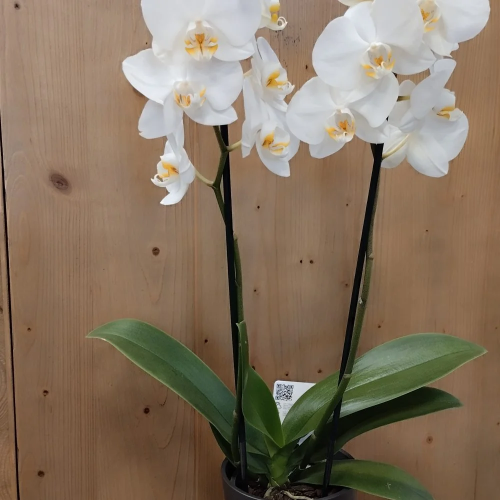 Orchidée en pot, par Le Lysianthus, fleuriste à Jugon-les-Lacs