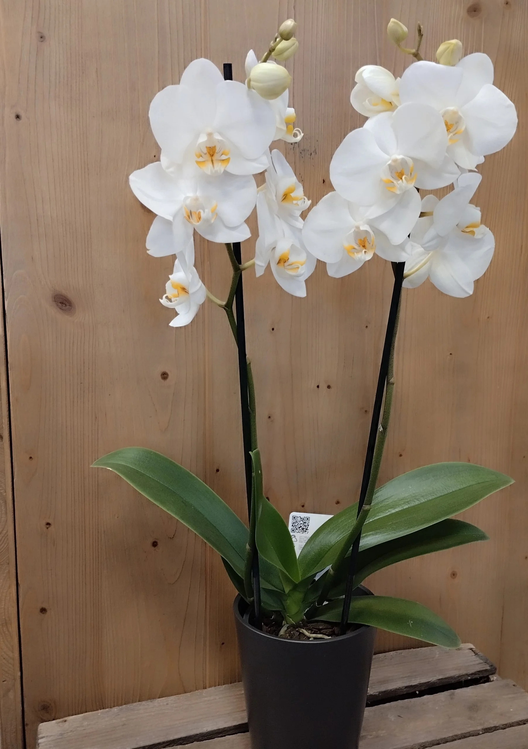 Orchidée en pot, par Le Lysianthus, fleuriste à Jugon-les-Lacs