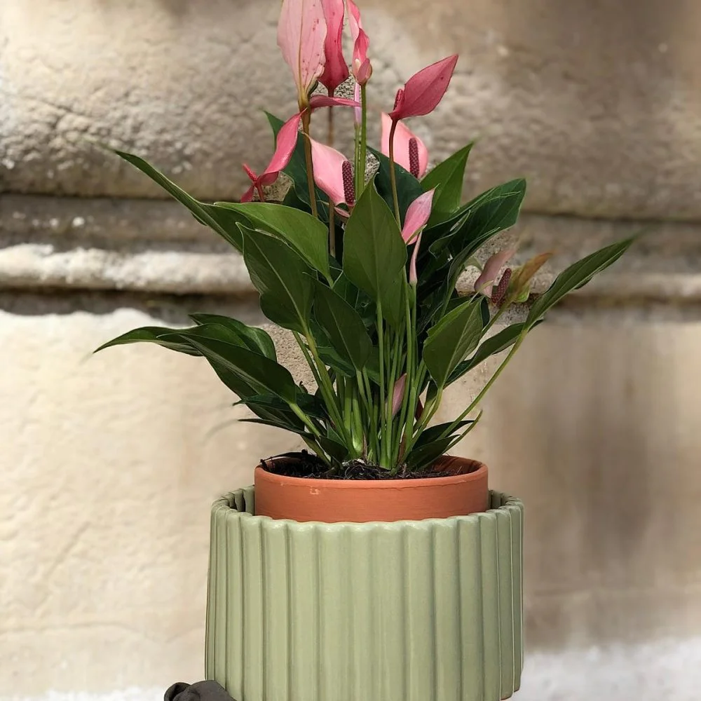 POT AUTONOME, par O'kiosque Lyon, fleuriste à Lyon