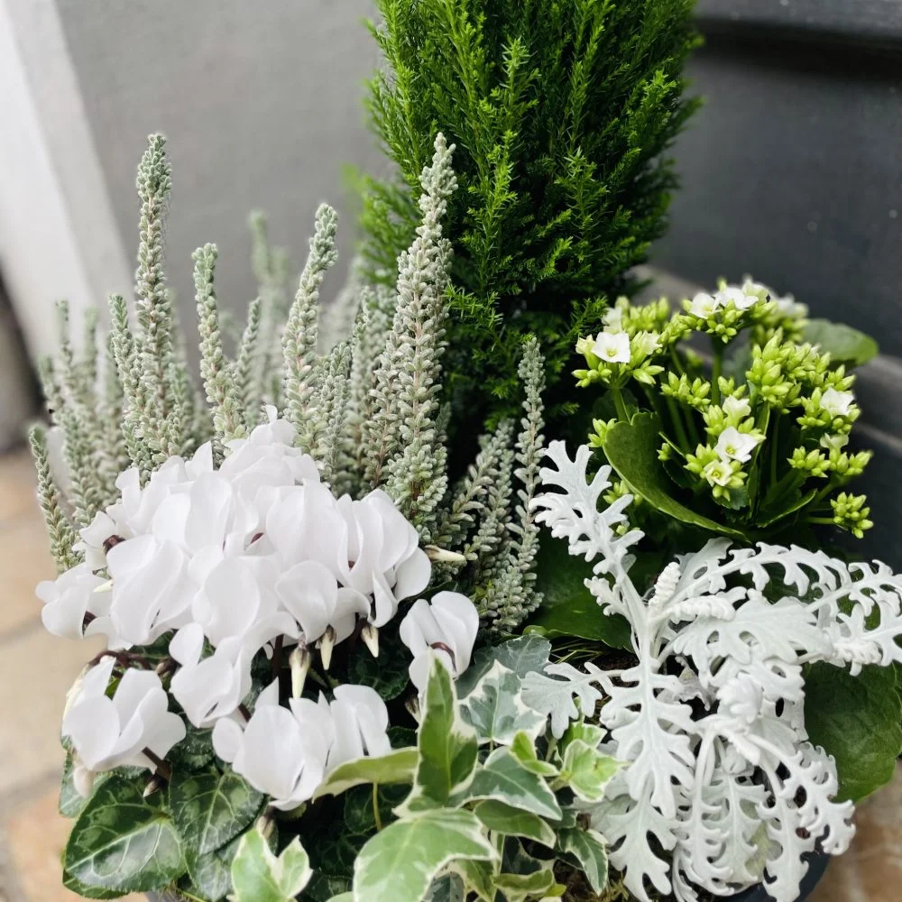 Composition de plantes d'extérieur (selon arrivage de la semaine et saison), par La Rose d'Or, fleuriste à Ollioules