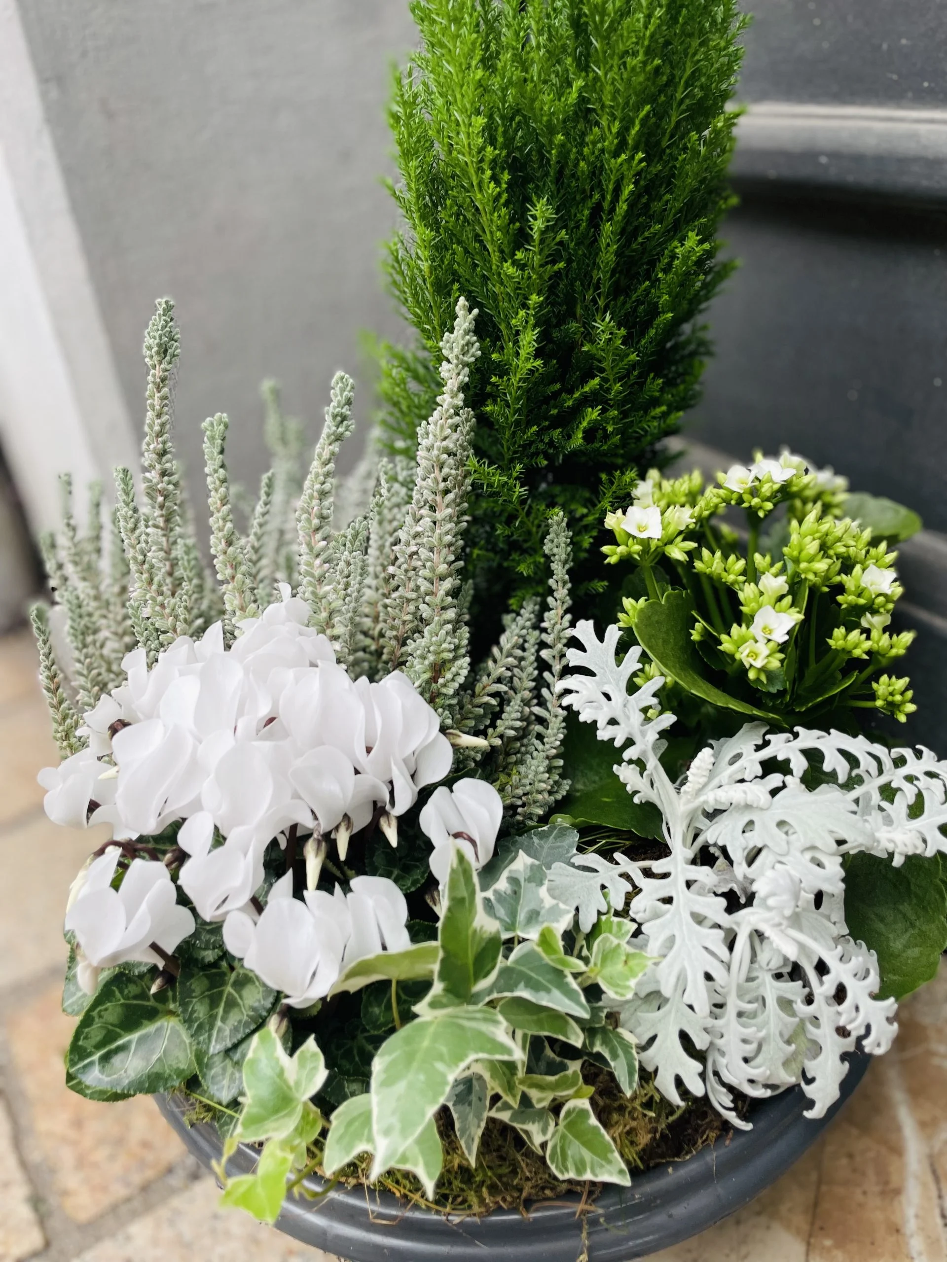 Composition de plantes d&rsquo;extérieur, par La Rose d'Or, fleuriste à Ollioules