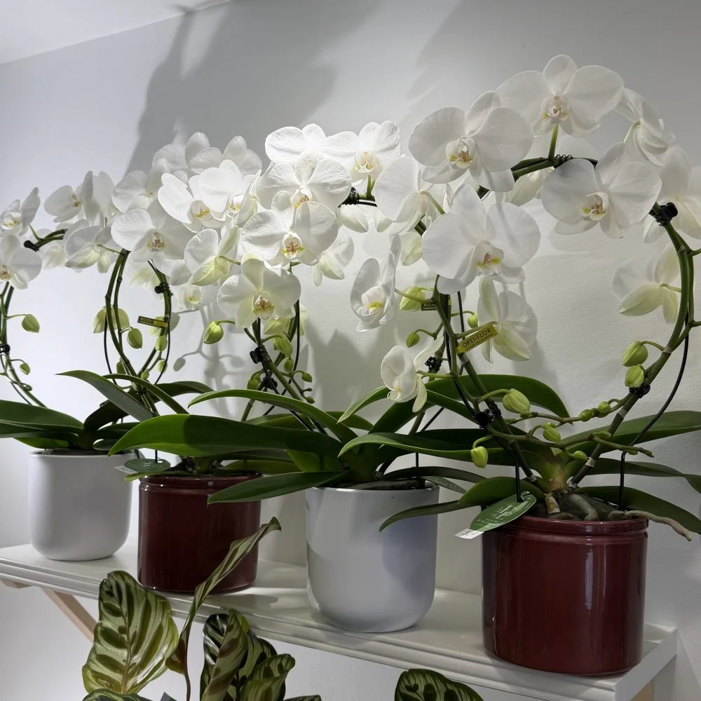 Orchidée, par Fleurs d’élégance, fleuriste à Caen