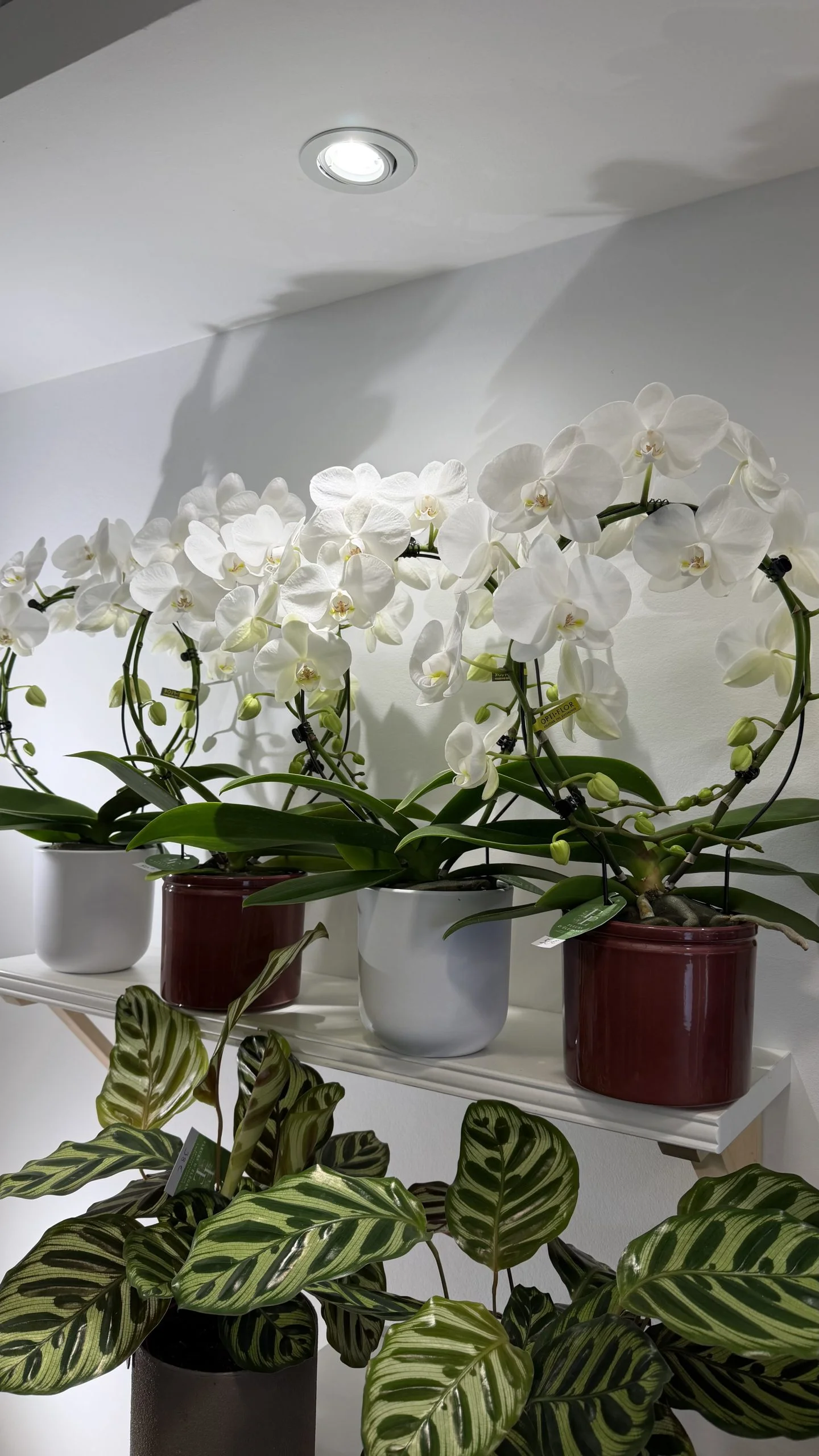 Orchidée, par Fleurs d’élégance, fleuriste à Caen