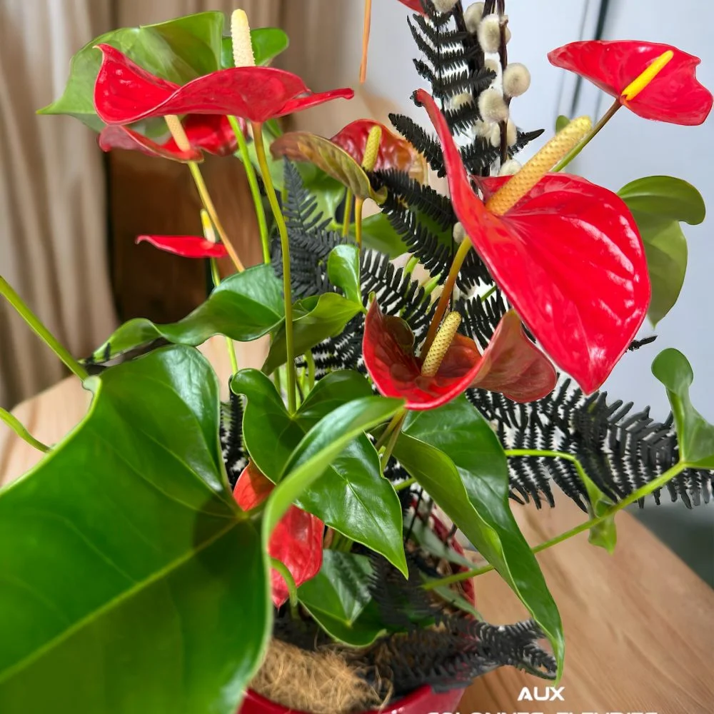 Plantes Vertes ou Fleuries, par Aux Colonnes Fleuries, fleuriste à Ajaccio