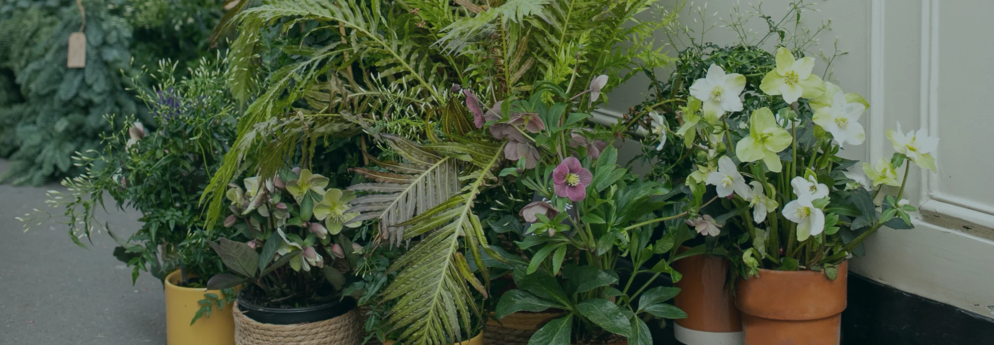 Livraison Plantes d'Extrieur | Achat Plantes d'Extrieur en ligne | Sessile