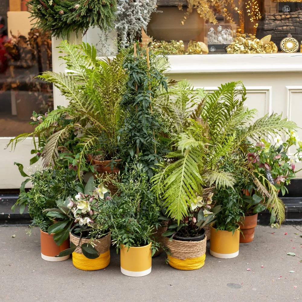 Plantes d'extérieur - Livraison de bouquets de fleurs par vos fleuristes préférés