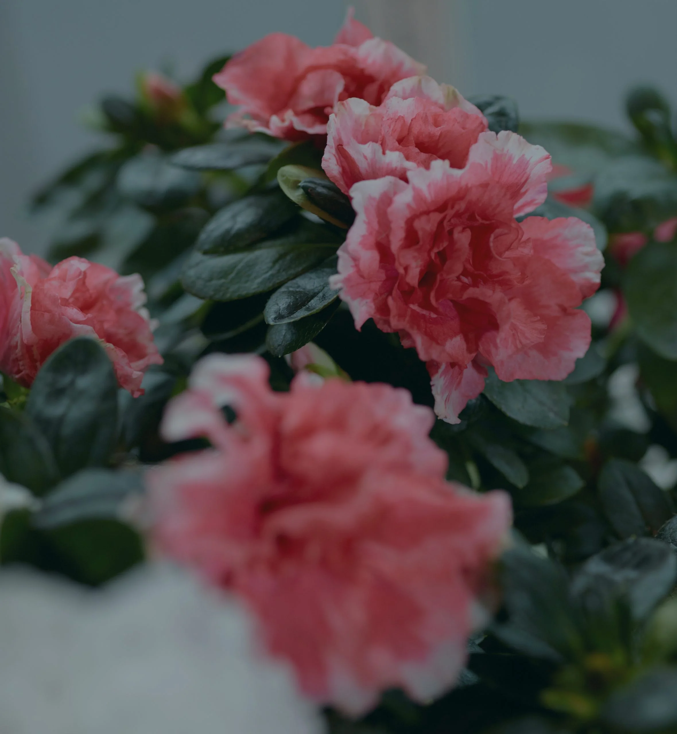 Les plus belles Plantes d'Intérieur livrées par votre artisan fleuriste