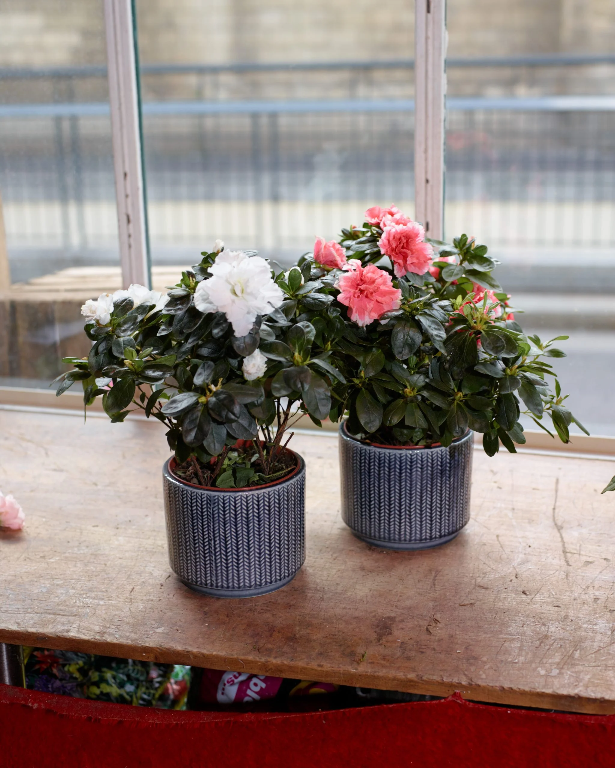 Plantes d'intérieur - Livraison de bouquets de fleurs par vos fleuristes préférés