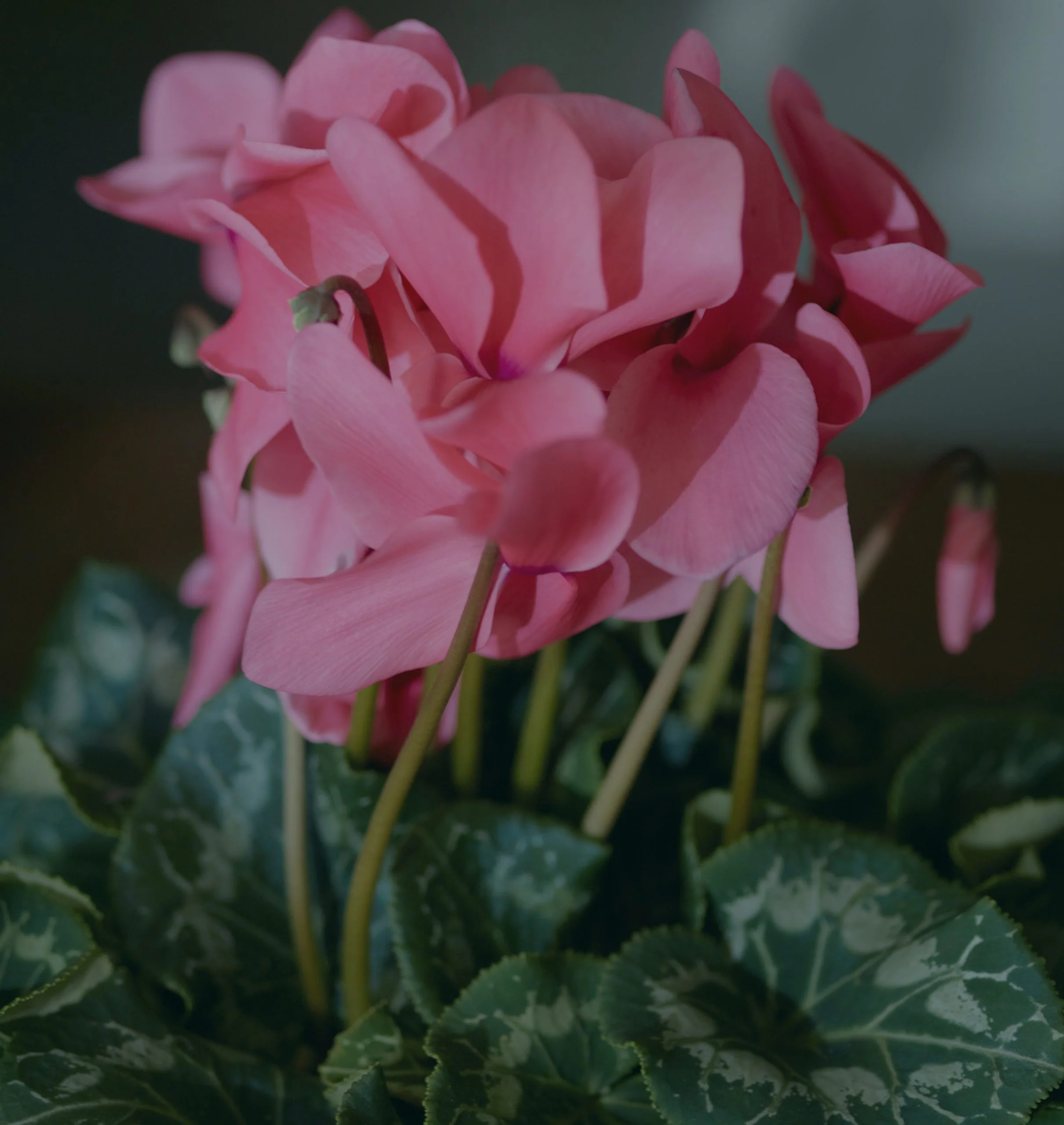 Les plus belles Plantes Fleuries livrées par votre artisan fleuriste
