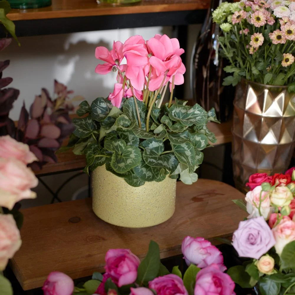 Plantes fleuries - Livraison de bouquets de fleurs par vos fleuristes préférés