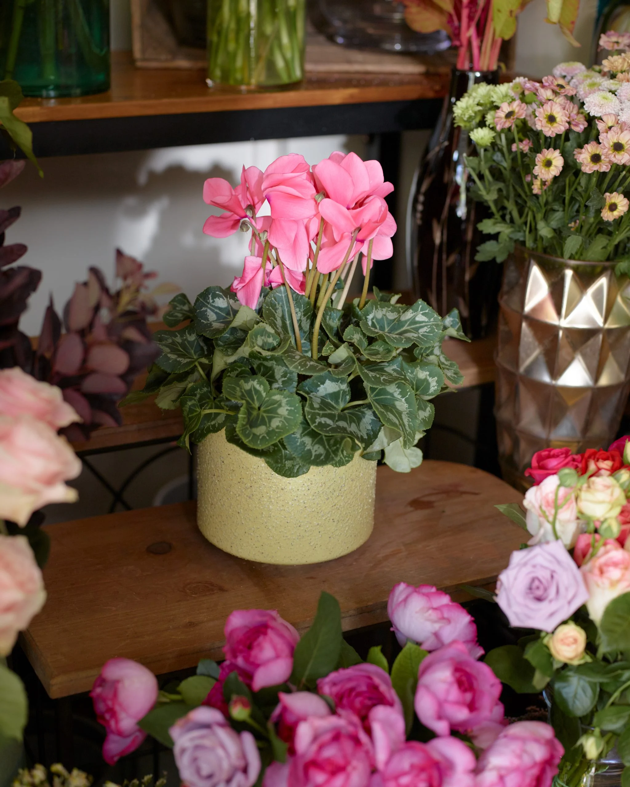 Plantes fleuries - Livraison de bouquets de fleurs par vos fleuristes préférés
