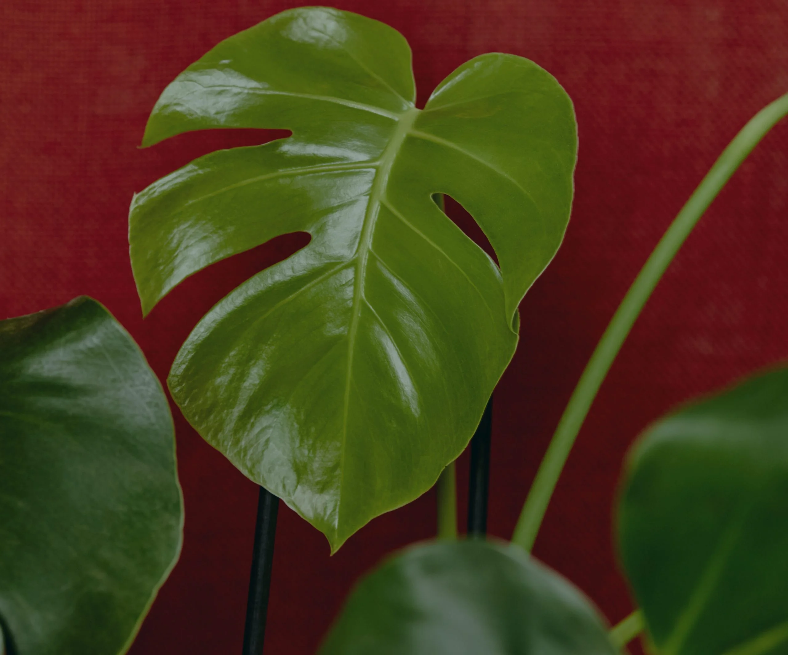 Les plus belles Plantes Vertes livrées par votre artisan fleuriste