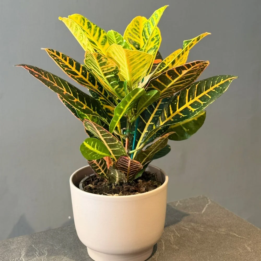 Croton – Codiaeum variegatum, par Les fleurs de Célony, fleuriste à Aix-en-Provence