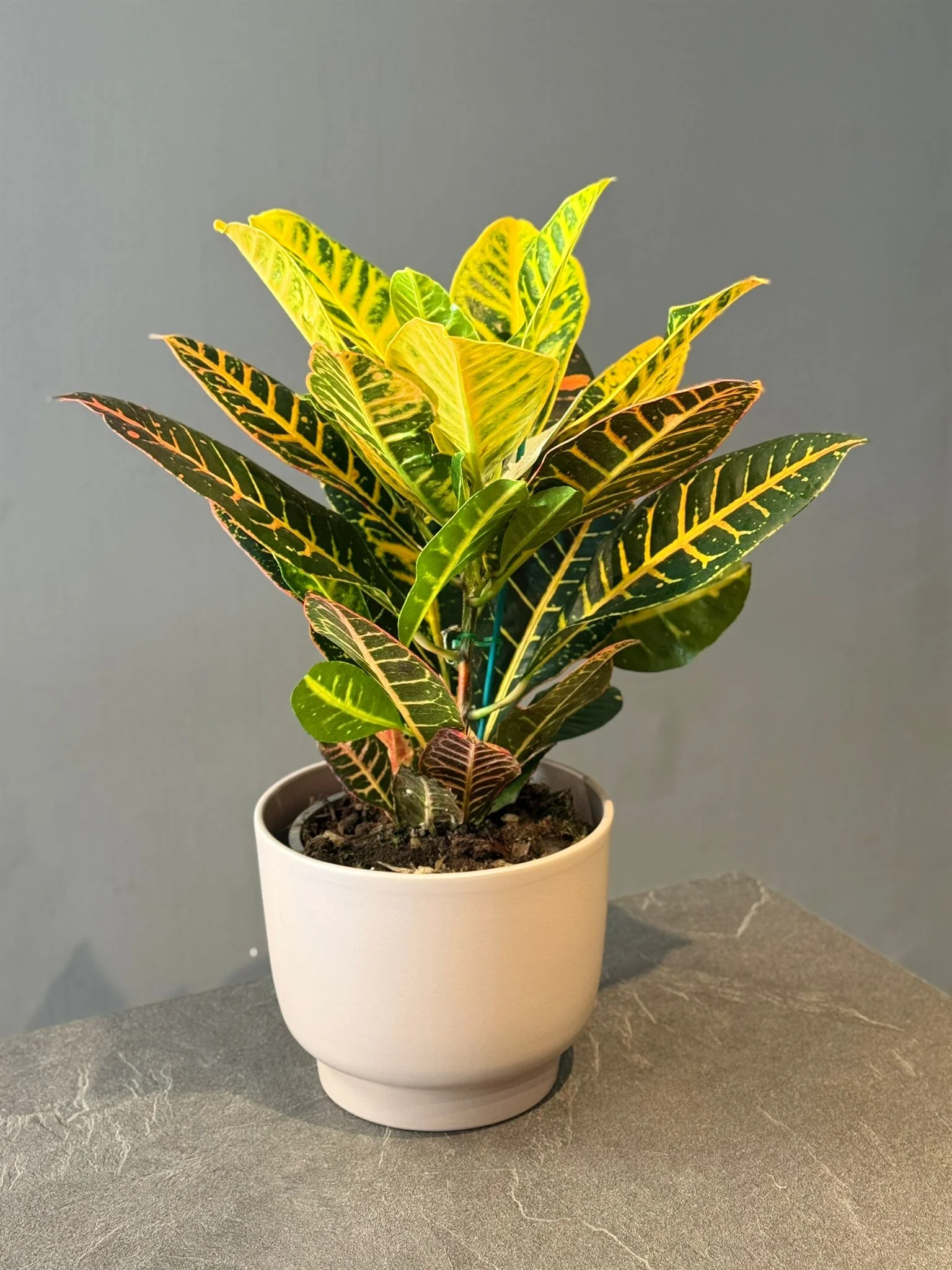 Croton – Codiaeum variegatum, par Les fleurs de Célony, fleuriste à Aix-en-Provence