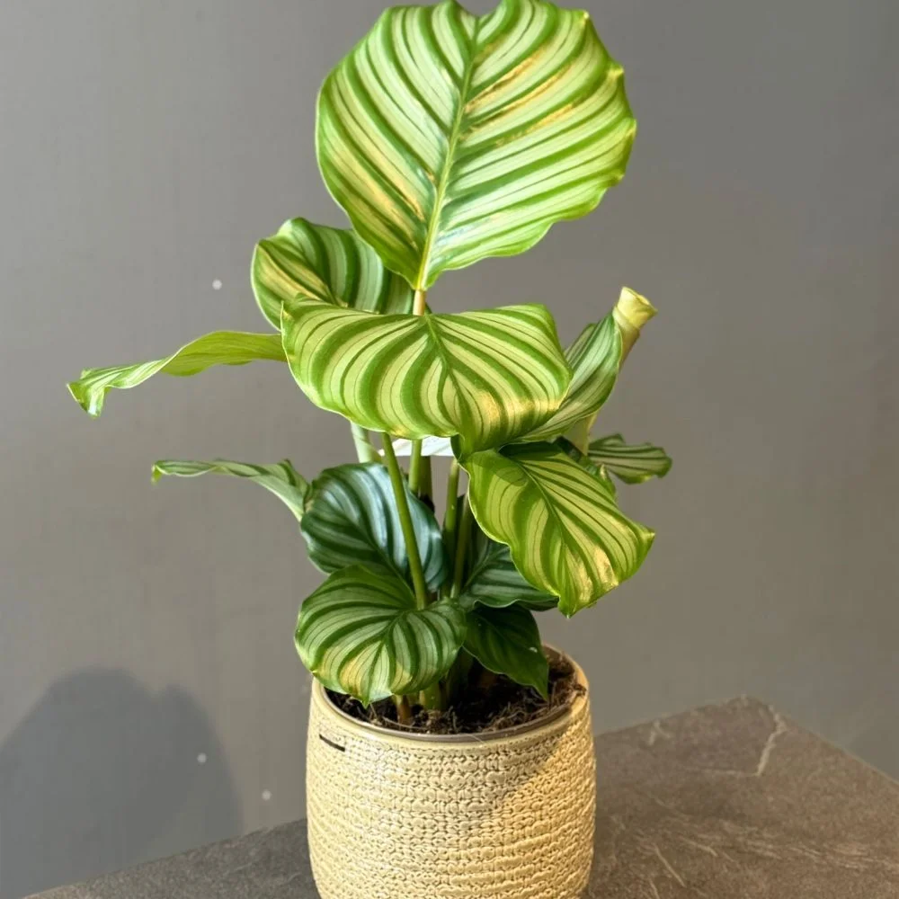 Calathea orbifolia, par Les fleurs de Célony, fleuriste à Aix-en-Provence