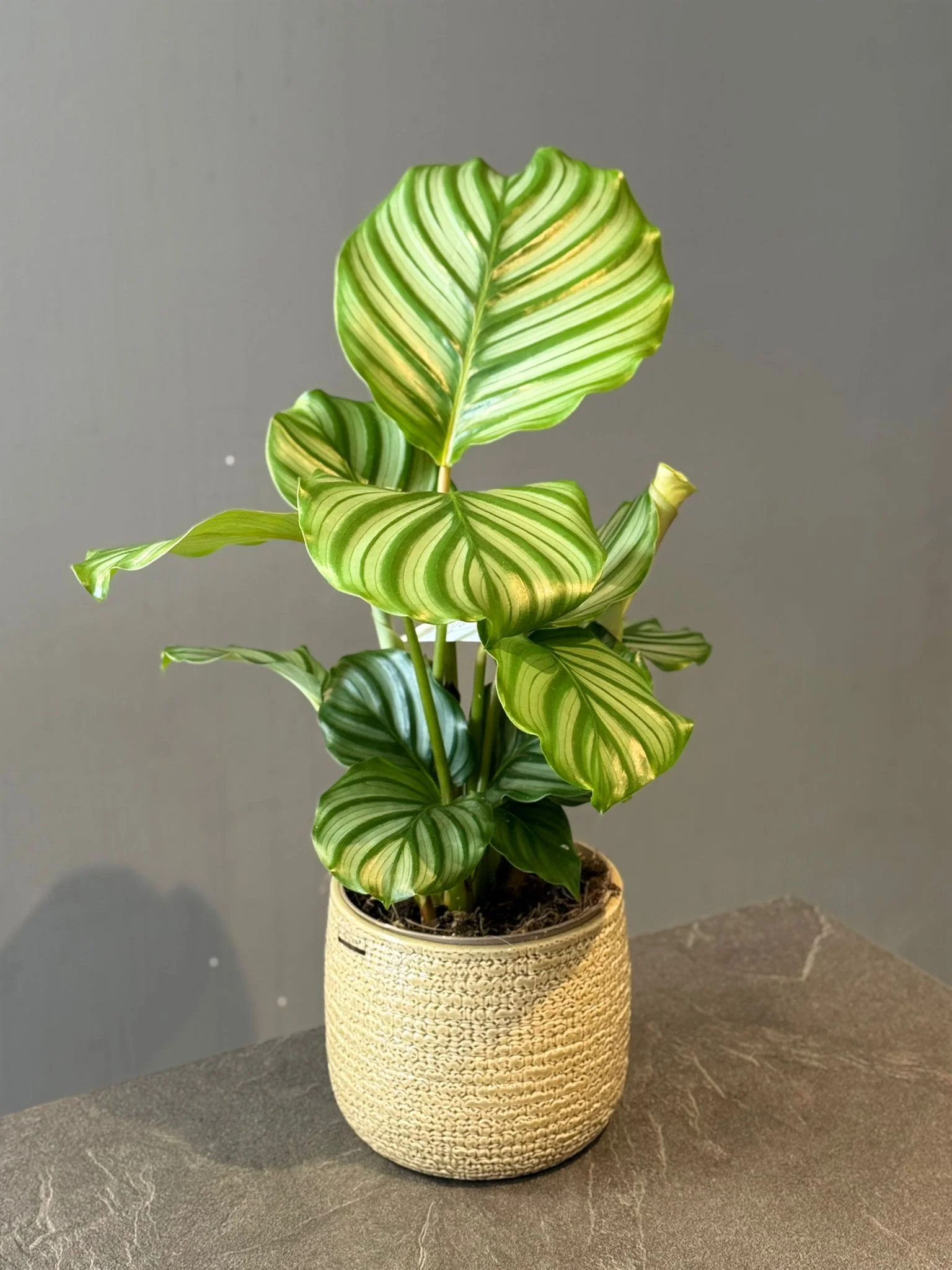 Calathea orbifolia, par Les fleurs de Célony, fleuriste à Aix-en-Provence