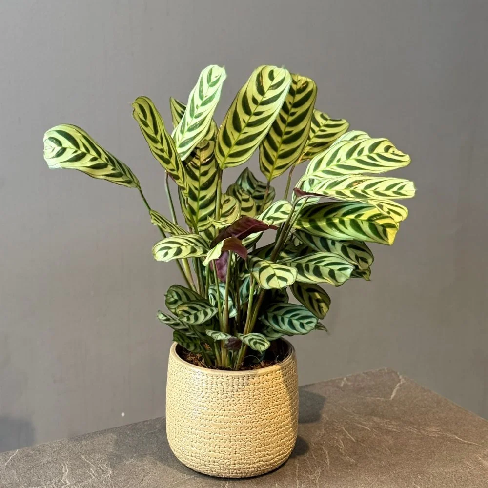 Calathea makoyana, par Les fleurs de Célony, fleuriste à Aix-en-Provence