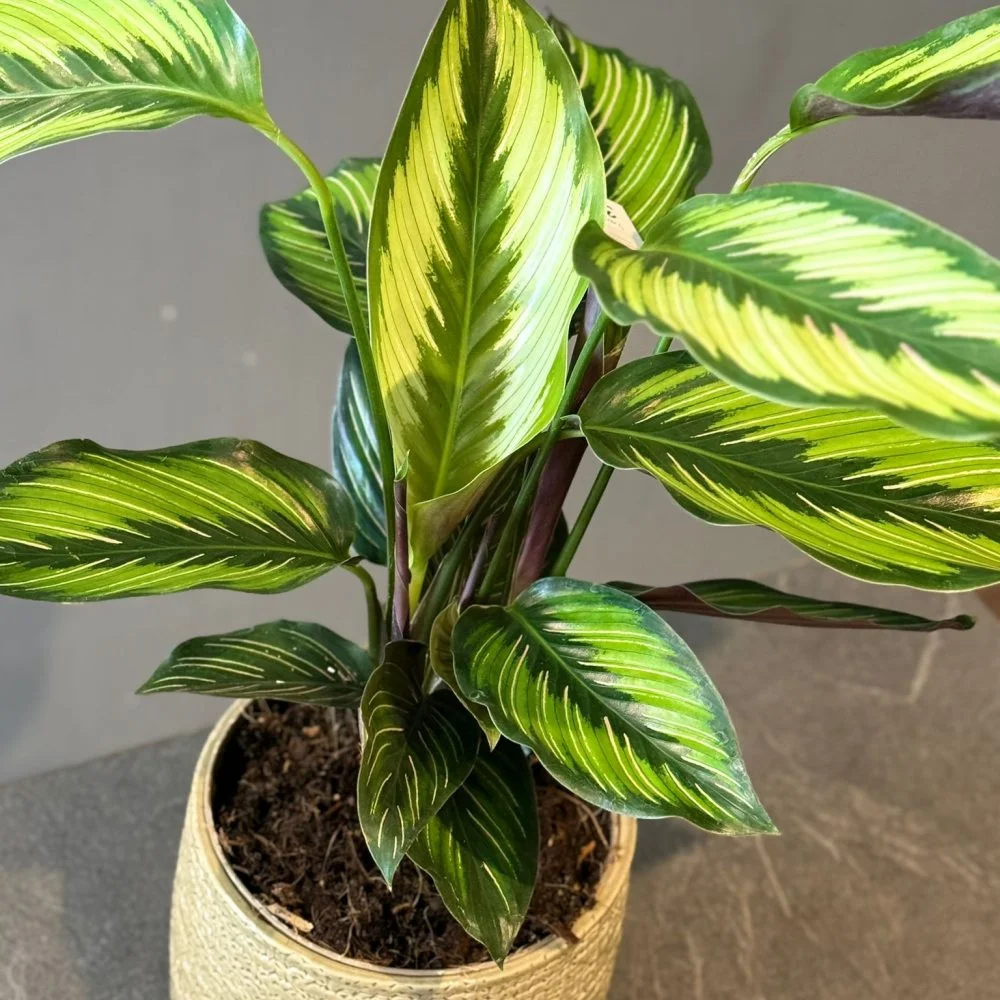 Calathea ornata ‘Beauty Star’, par Les fleurs de Célony, fleuriste à Aix-en-Provence