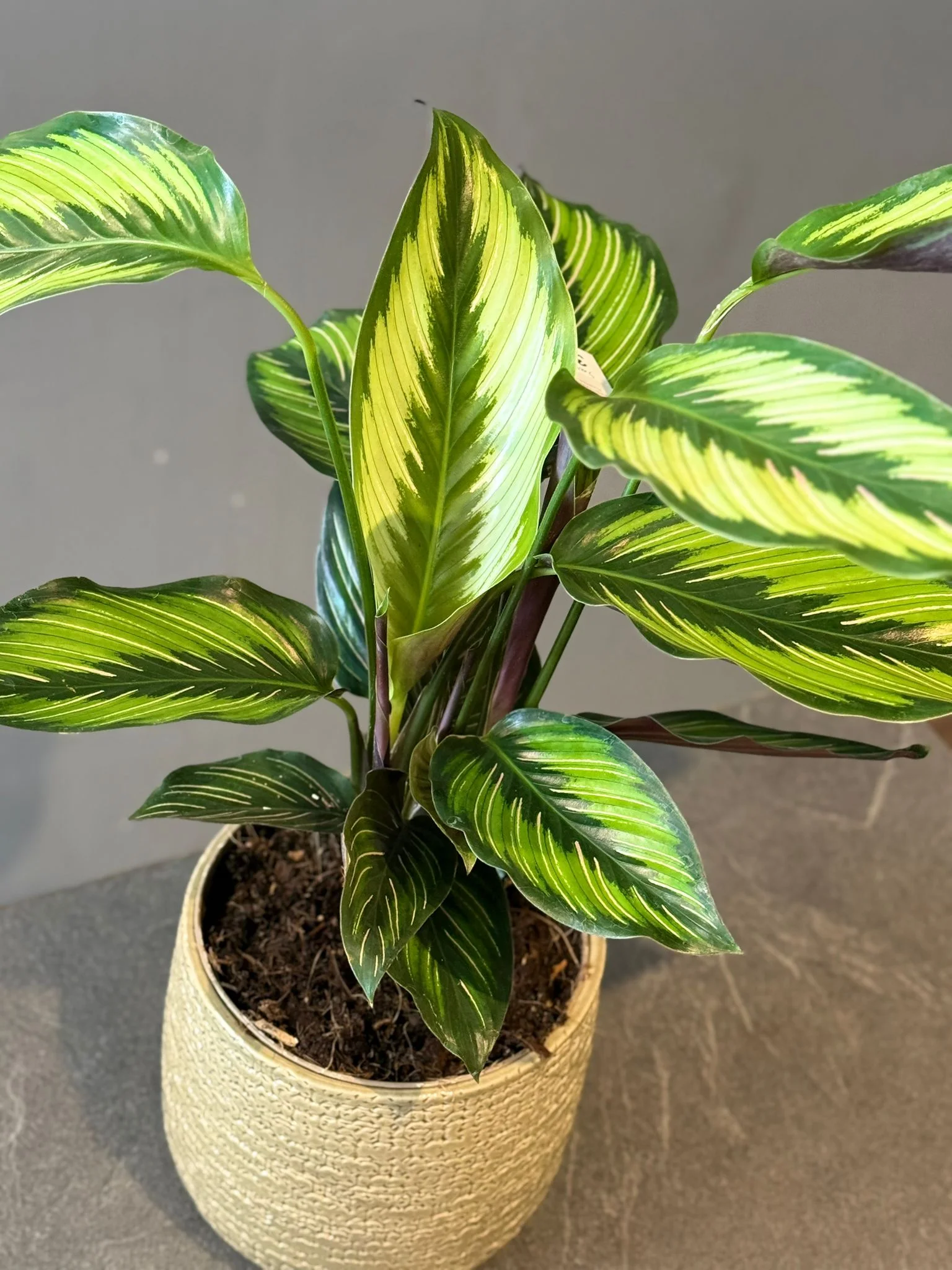 Calathea ornata ‘Beauty Star’, par Les fleurs de Célony, fleuriste à Aix-en-Provence