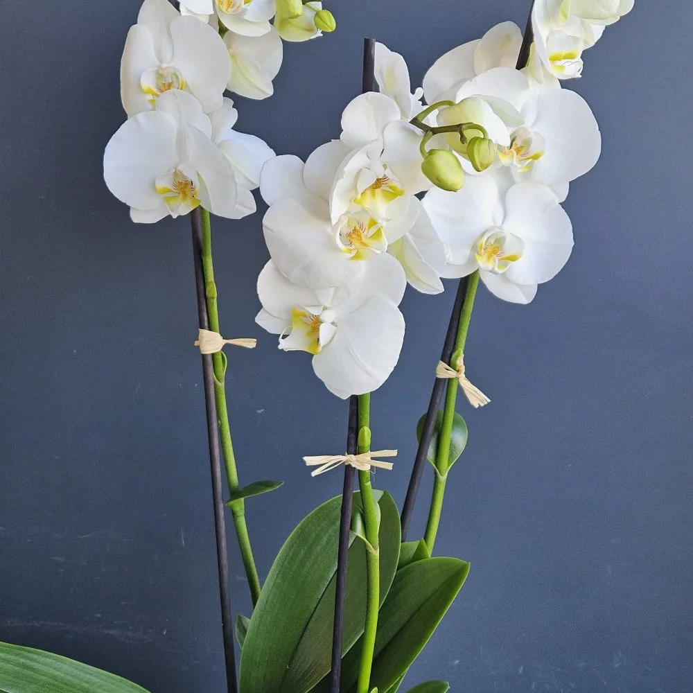 Orchidée blanche en pot, par Le Grenier Fleuriste, fleuriste à Rouillon