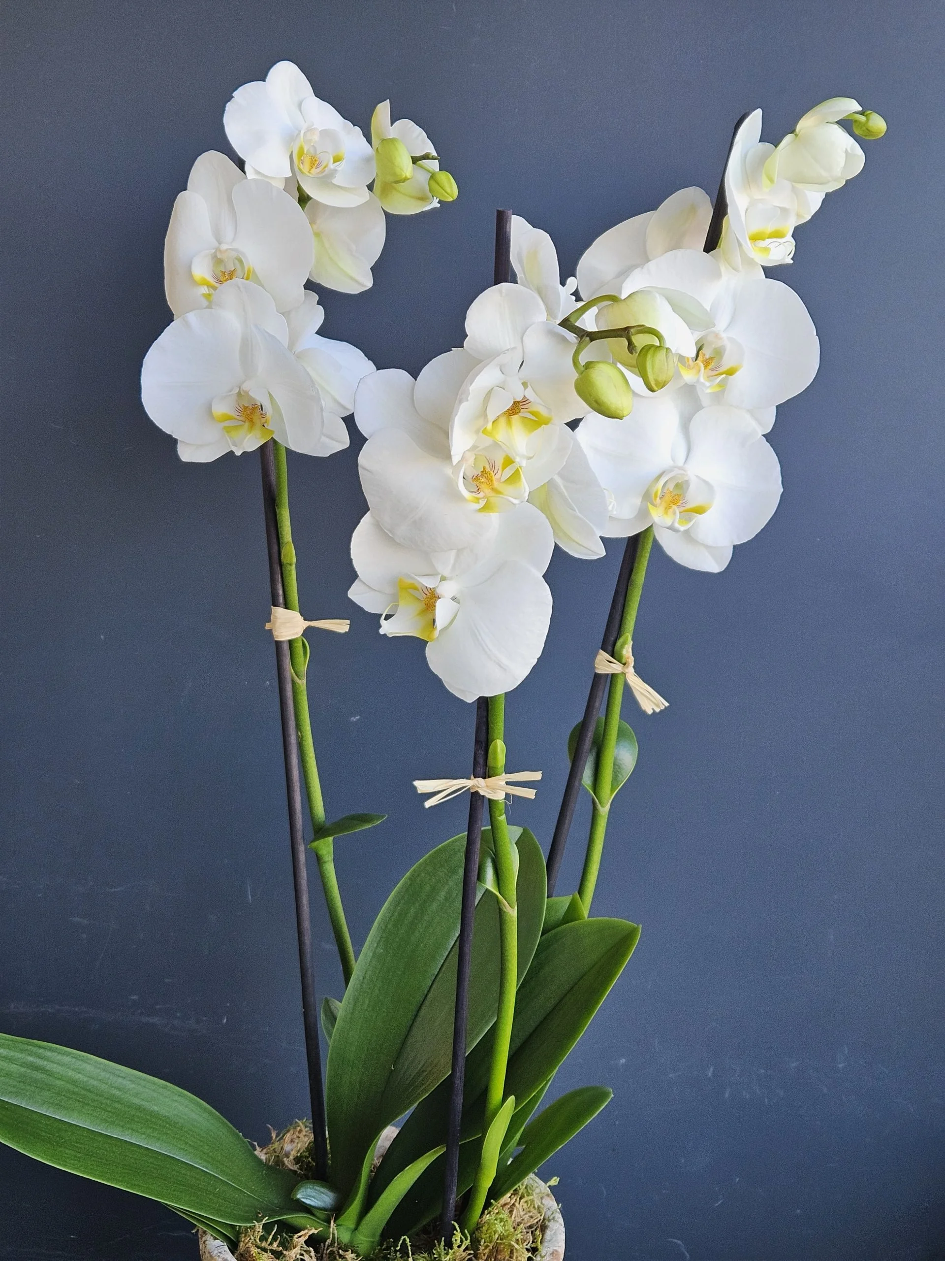 Orchidée blanche en pot, par Le Grenier Fleuriste, fleuriste à Rouillon
