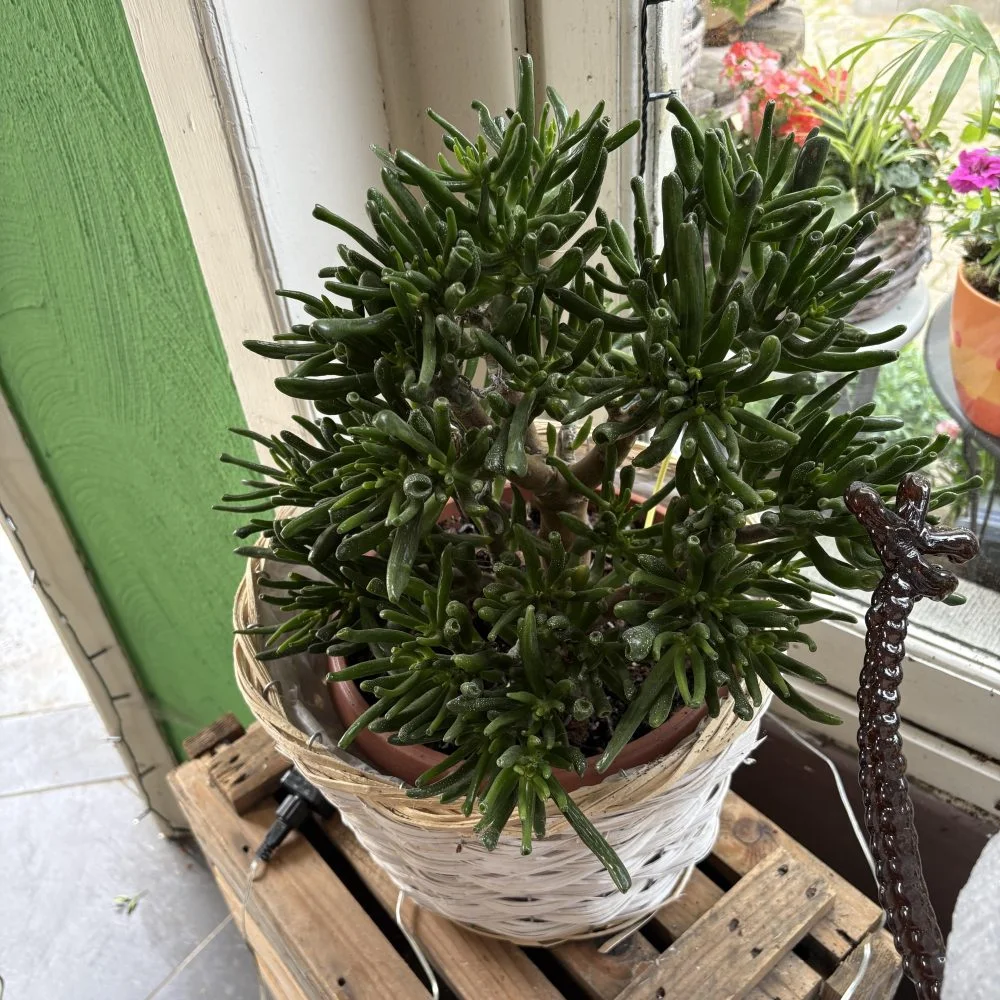 Arbre de jade ( crassula ovata gollum ) panier inclut, par Coeur de Fleur, fleuriste à Gembloux