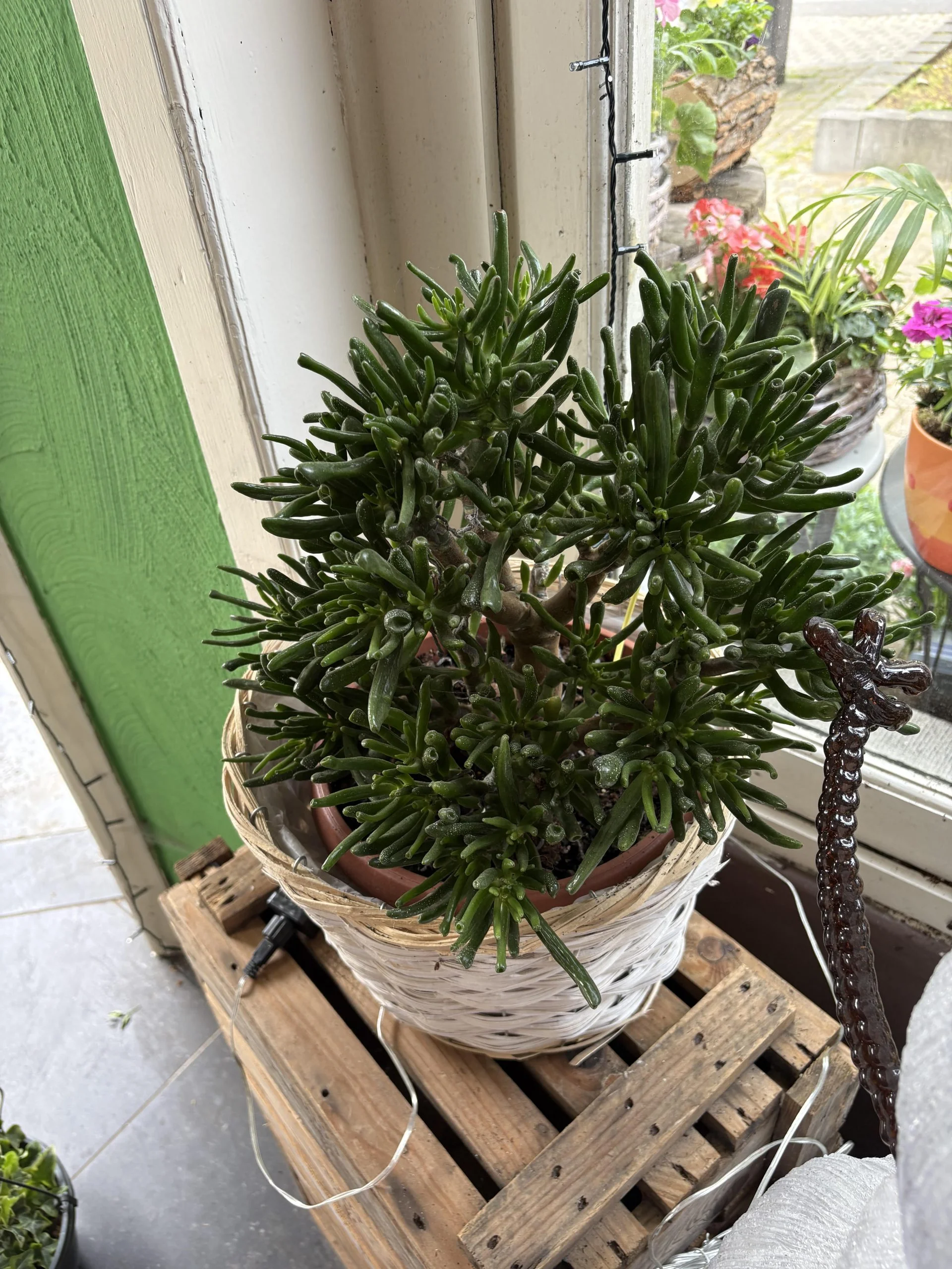 Arbre de jade ( crassula ovata gollum ) panier inclut, par Coeur de Fleur, fleuriste à Gembloux