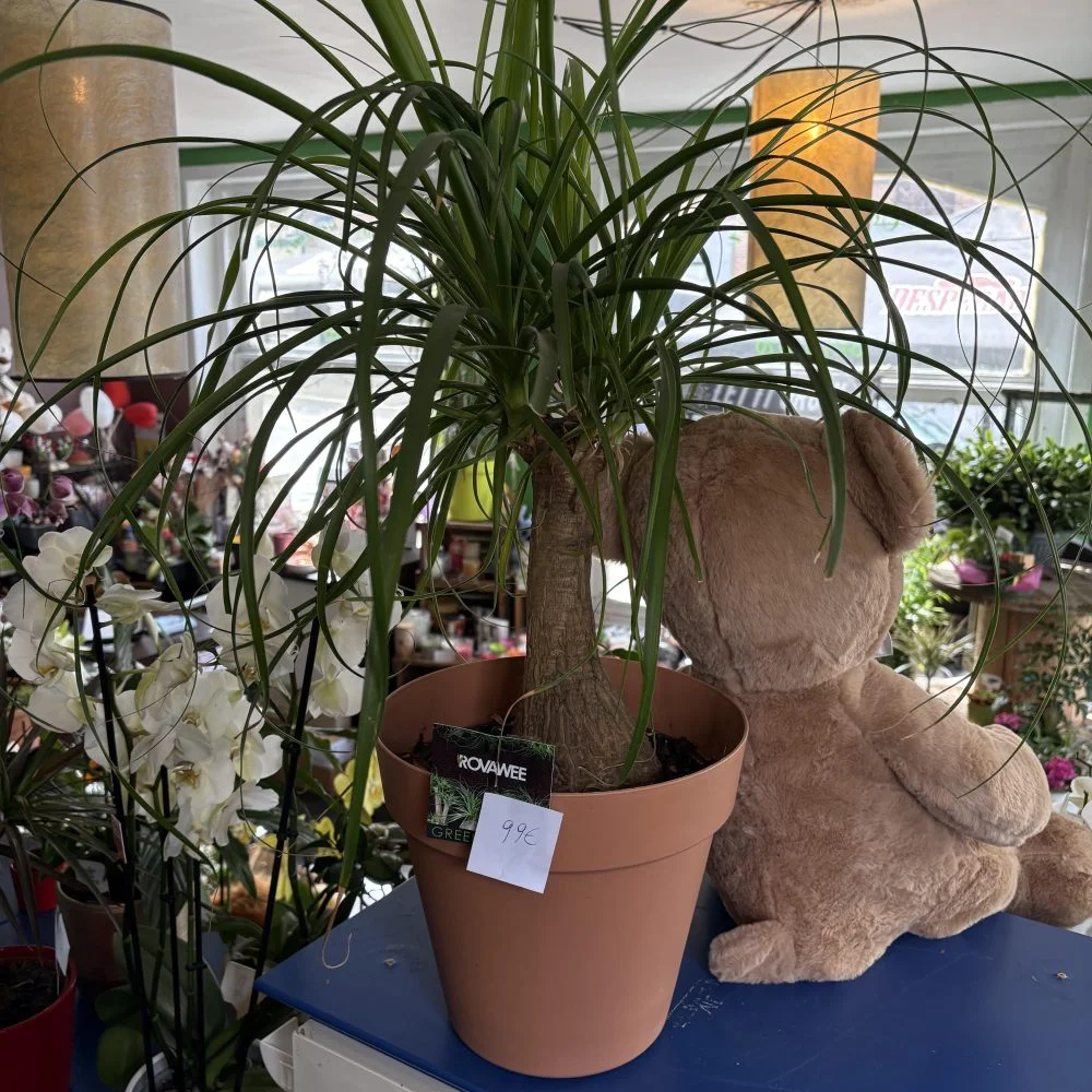 Beaucarnea recurvata pot inclut, par Coeur de Fleur, fleuriste à Gembloux
