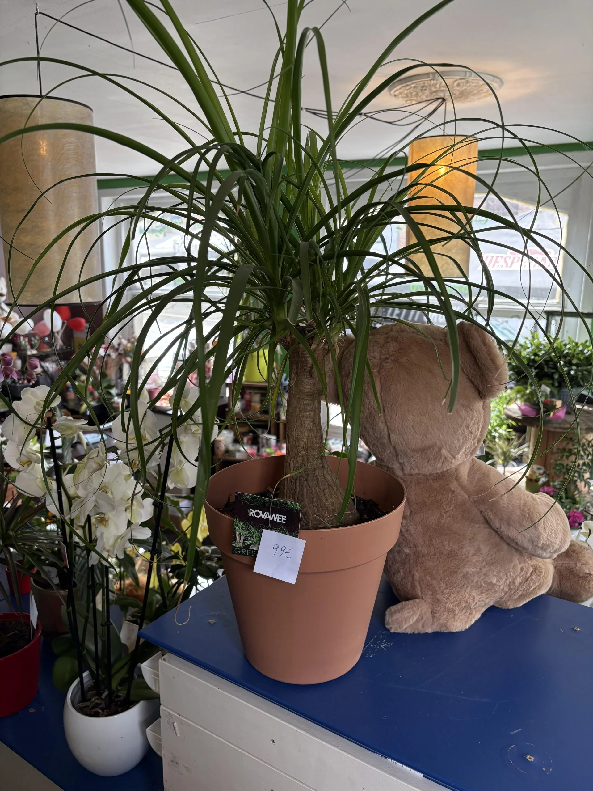 Beaucarnea recurvata pot inclut, par Coeur de Fleur, fleuriste à Gembloux