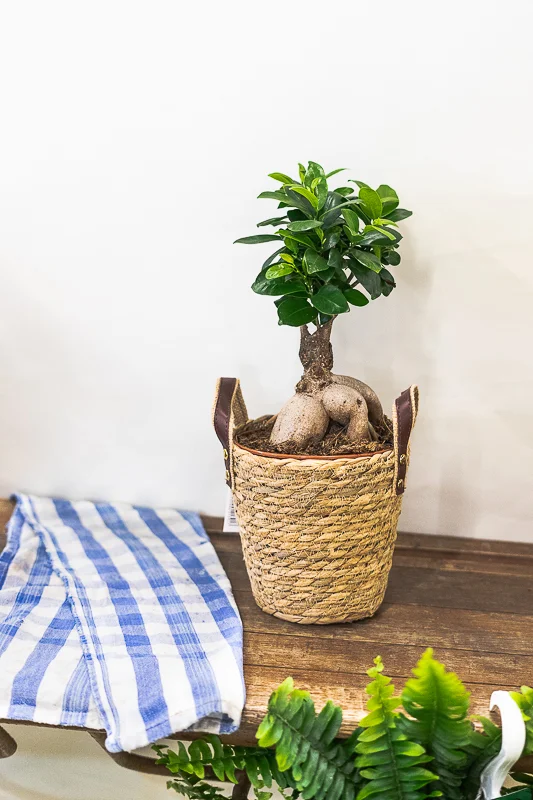 Ficus, par Peyre Espace Floral, fleuriste à Draguignan