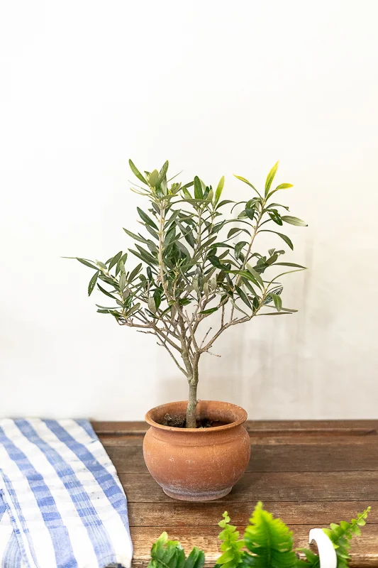 Olivier avec pot, par Peyre Espace Floral, fleuriste à Draguignan