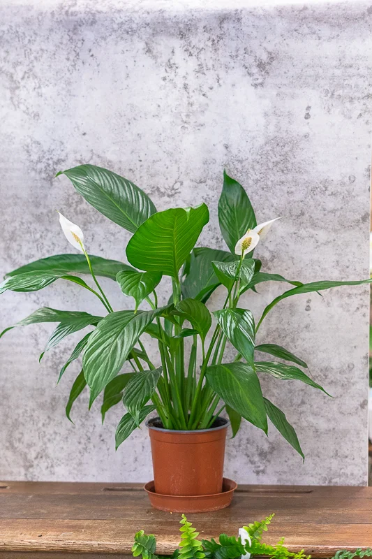 Spathiphyllum (appelée aussi Fleur de lune ou Lis de la paix), par Peyre Espace Floral, fleuriste à Draguignan